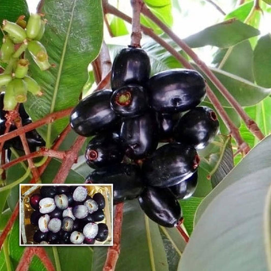 Seddless Jamun Fruit Plant