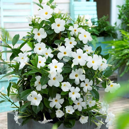 Mandevilla (White)Flowers Plant For Home Garden - Naturemart.online