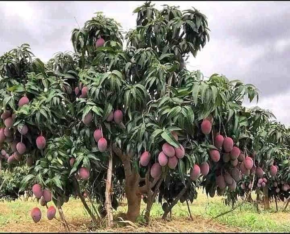 Hybrid Pulmer Mango Fruit  Plant - Naturemart.online