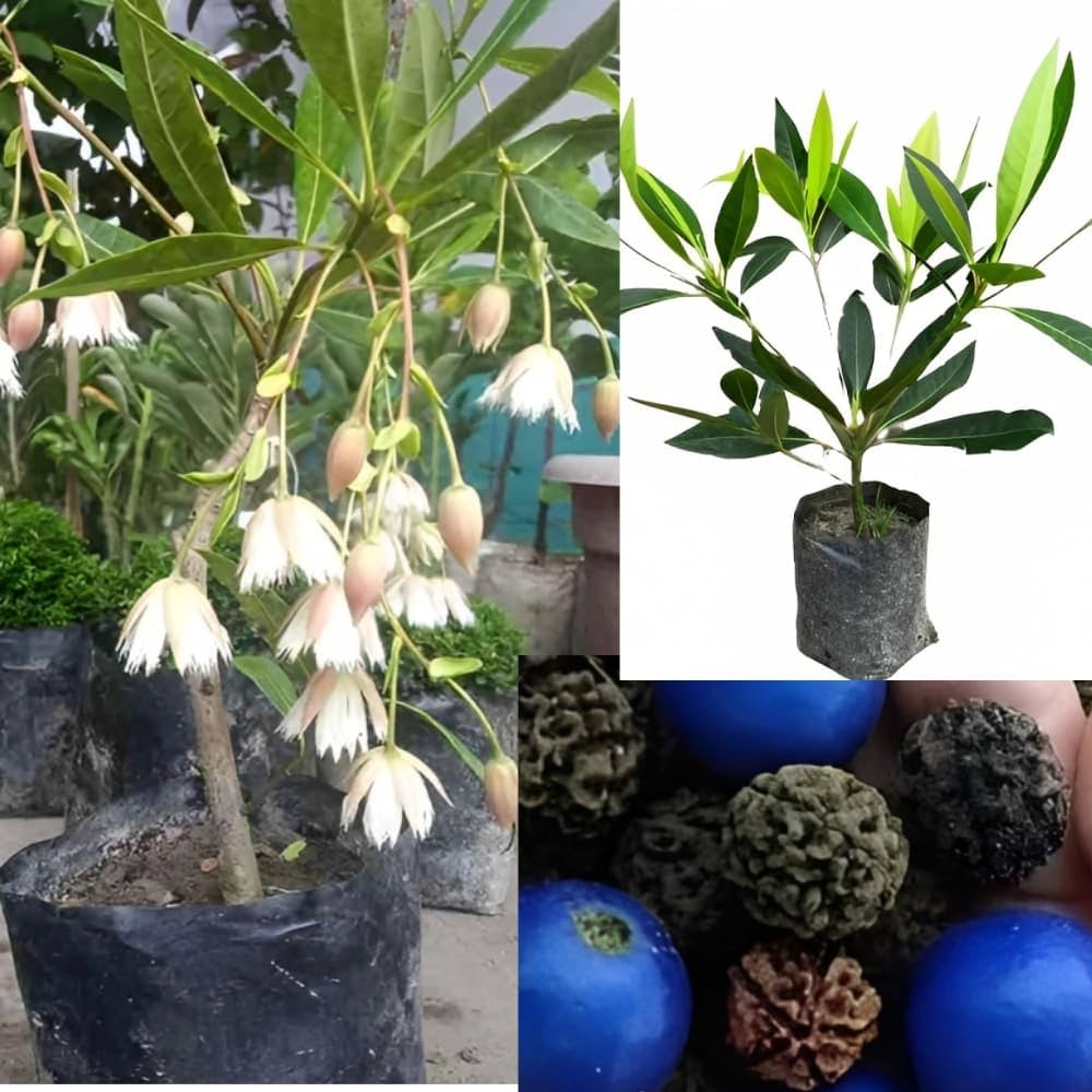 Hybrid Rudraksha  Plant For Home Garden - Naturemart.online