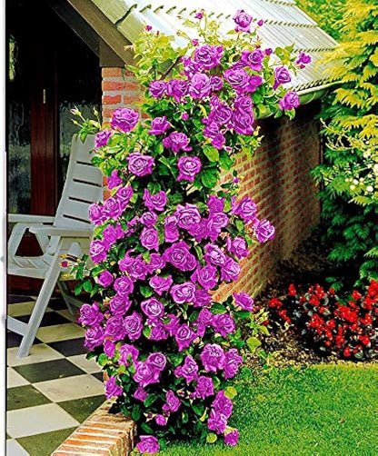 Climbing Rose Flower Plants(Purple) - Naturemart.online