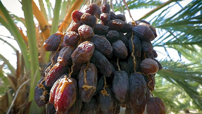 Dwarf Arabian Date Plant