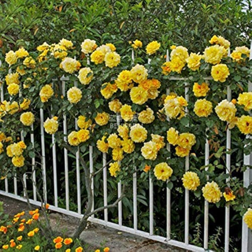 Climbing Rose Flower Plants (Yellow ) - Naturemart.online