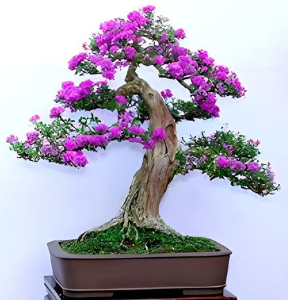 Pink Bluebell Bonsai plant