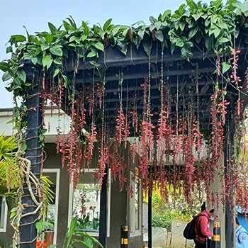 Basor Lota Flower Plant-Thunbergia