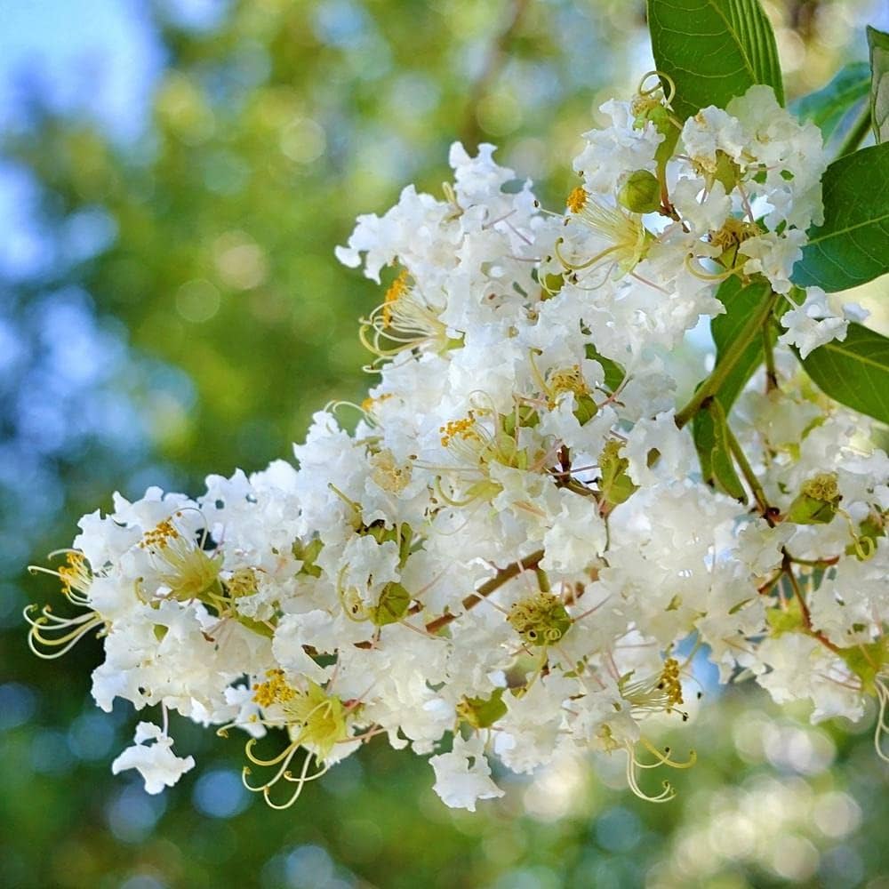 Frush Flowering Plant (White Colour) - Naturemart.online