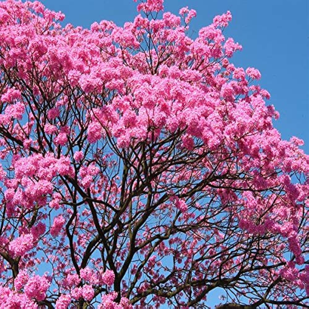 Jacaranda ( pink) Flowers Plants For Home Garden - Naturemart.online