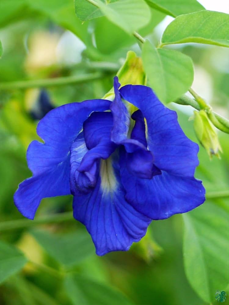 Aparajita  Flowering Plant(Blue)Colour - Naturemart.online