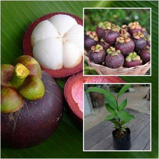 Hybrid Mangosteen Exotic  fruit plant - Naturemart.online