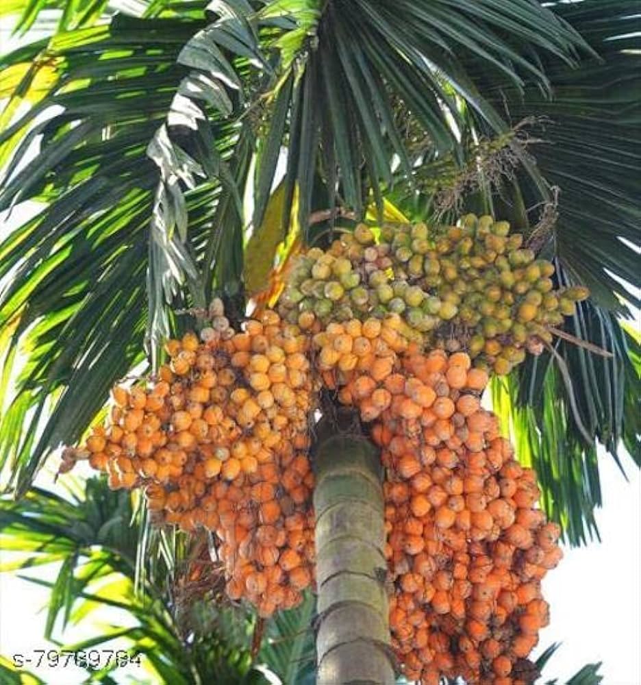 Supari Plant | Betel Nut Fruit Plant. - Naturemart.online