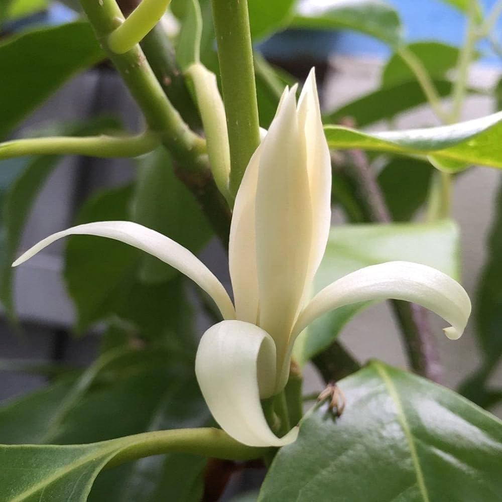 Champa White Colour Flower Plant - Naturemart.online