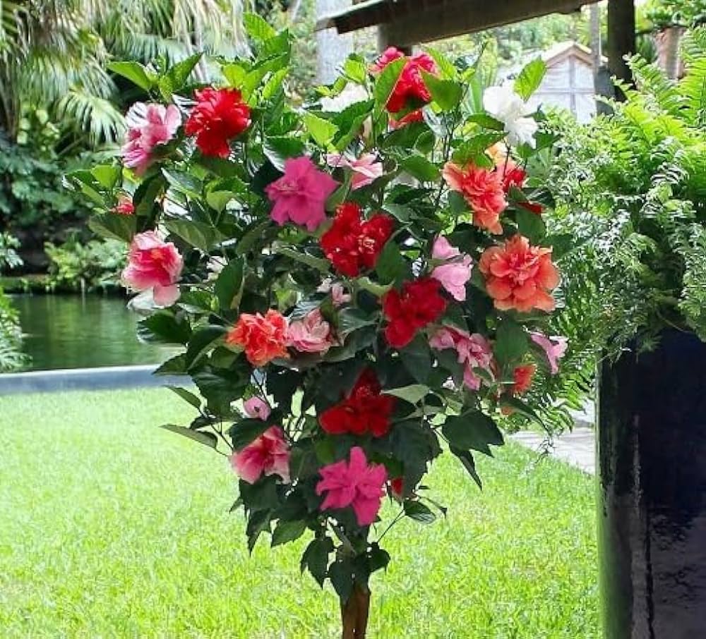 Multi-Grafted Hibiscus Plant(4-6) Colour - Naturemart.online