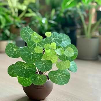 Stephania Rotunda Caudiformous Vine 900 Gm / Amazing medicinal Insta fame Plant