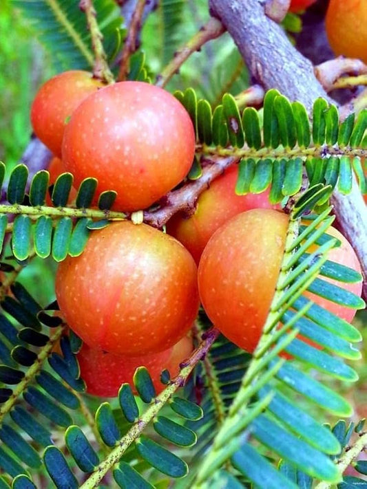 RED AMLA( Grafted )FRUIT PLANT