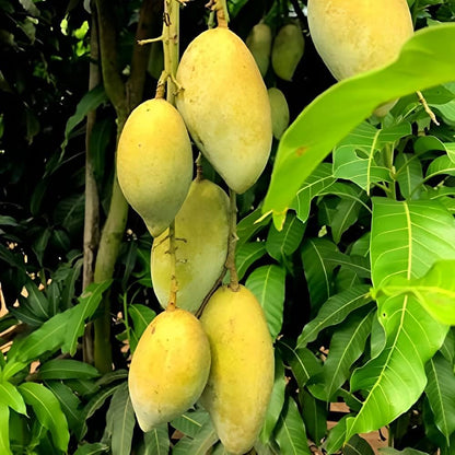 Chowsa Mango Fruit Plant (Grafted) - Naturemart.online