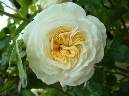 Climbing Rose Flower Plants (White) - Naturemart.online