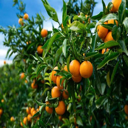 Orange-Kinnow(Grafted)- Fruit Plants & Tree - Naturemart.online