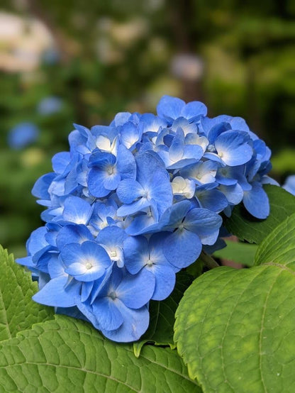 Hydrangea Flower plant