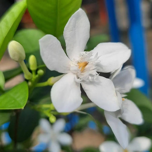 Bhutan Tagar Flower plant White colour - Naturemart.online