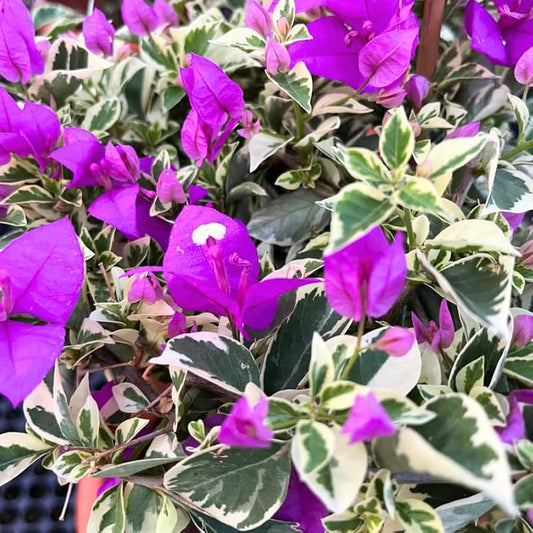 SSB Purple Bougainvillea flower plant