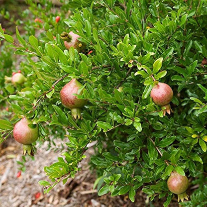 Mridula variety of pomegranate
