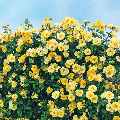 Climbing Rose Flower Plants (Yellow ) - Naturemart.online