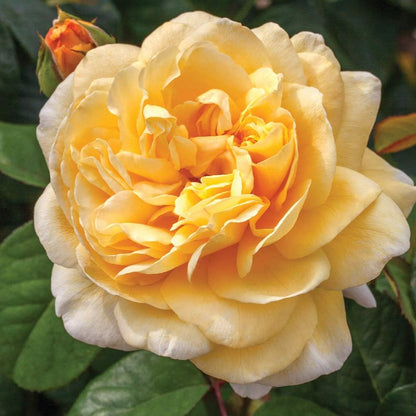 Hybrid Yellow Rose Flower  Plant - Naturemart.online