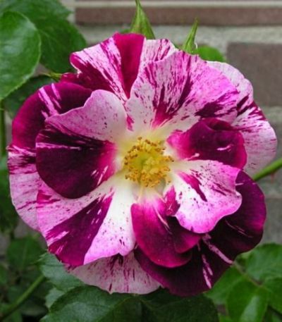 Climbing Rose Flower Plants(Purple And White) - Naturemart.online