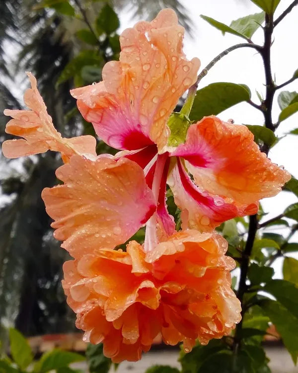 Orange Bitkel Hibiscus