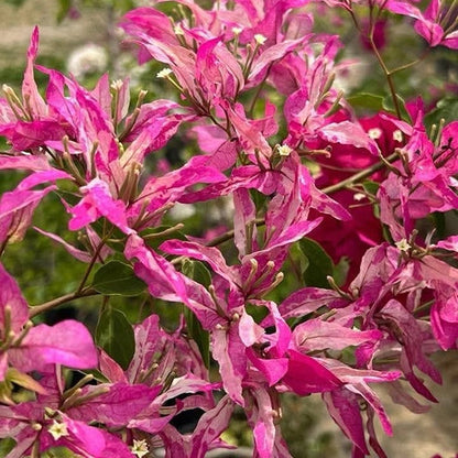 Sexy Ice Bougainvillea flower plant