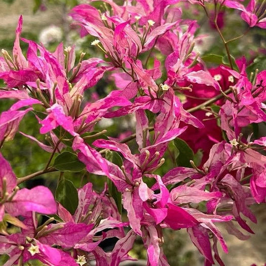 Sexy Ice Bougainvillea flower plant