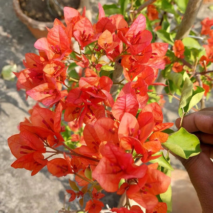 Golden Pedro Bambino bougainvillea (top rare)