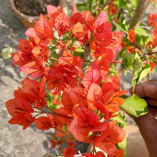 Golden Pedro Bambino bougainvillea (top rare)