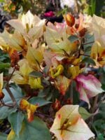 7 Star Bougainvillea flower plant