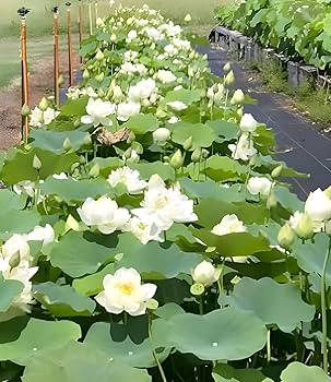 Forener white lotus flower Tuber