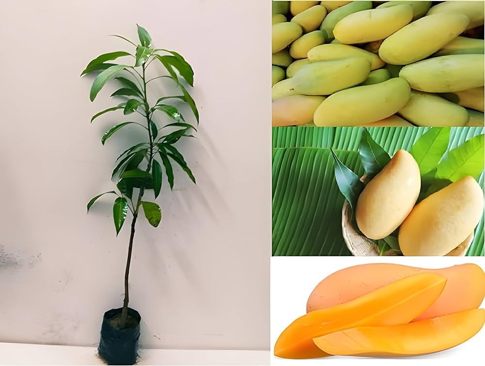 Hybrid Three Test Mango Fruit  Plant - Naturemart.online