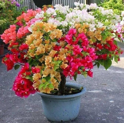 Multi-Grafted Bougainvallea Plant(4-6 colour) - Naturemart.online