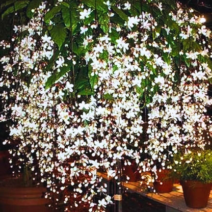 Chains of glory plant | Light bulbs plant | Clerodendrum smithianum starter plant