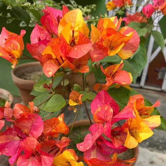 Adarna Bougainvillea Top Rare (grafted)