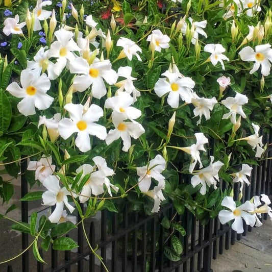 Mandevilla (White)Flowers Plant For Home Garden - Naturemart.online