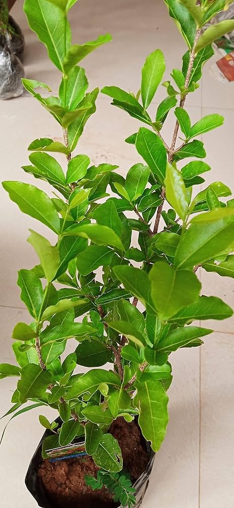 Barbados Cherry  Plant For Gardening - Naturemart.online