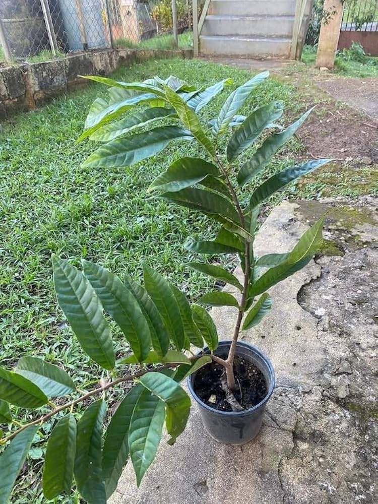 Red Ramphal | Wild Sweetsop Fruit Plant - Naturemart.online