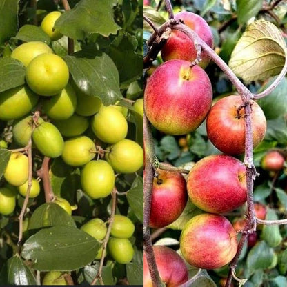 Grafting All Time Red Apple Ber- Fruit Plants - Naturemart.online