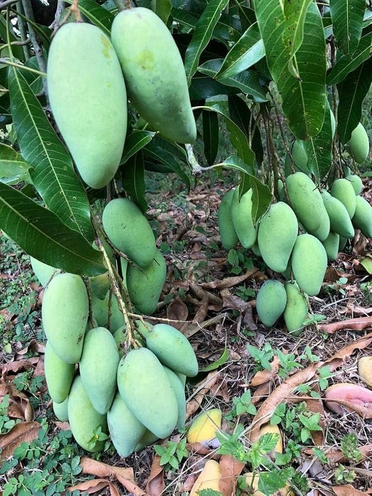 Dasheri Mango Fruit  Plant (Grafted) - Naturemart.online