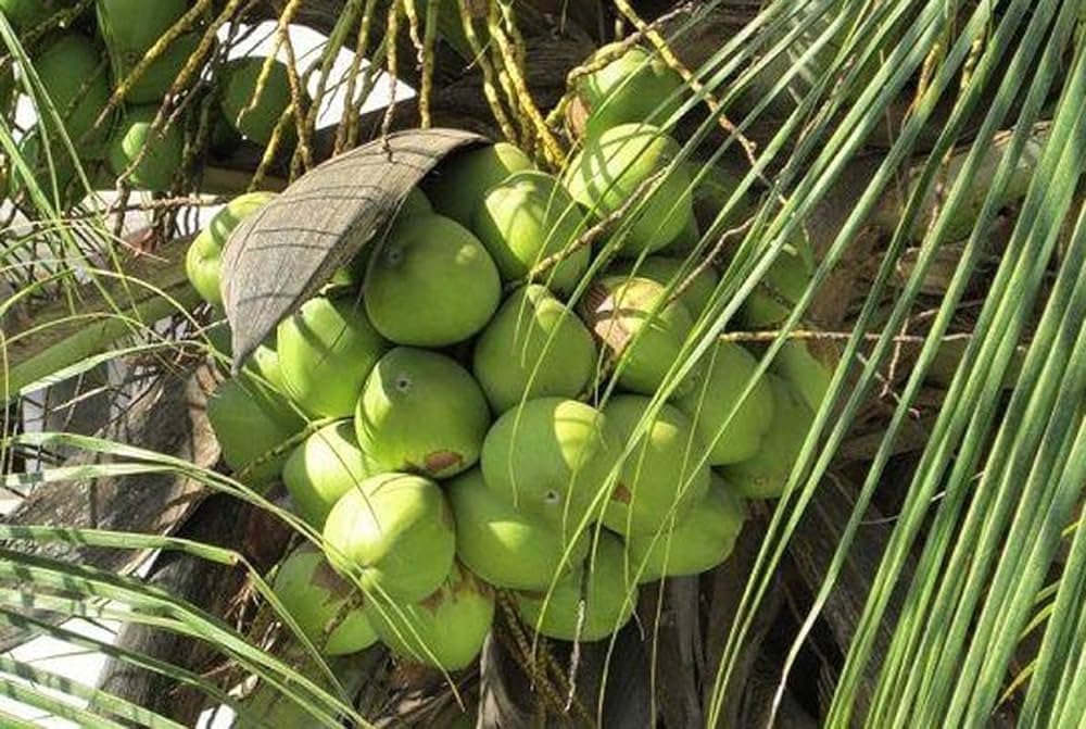 Chandra kalpa Coconut Fruit  Tree - Naturemart.online