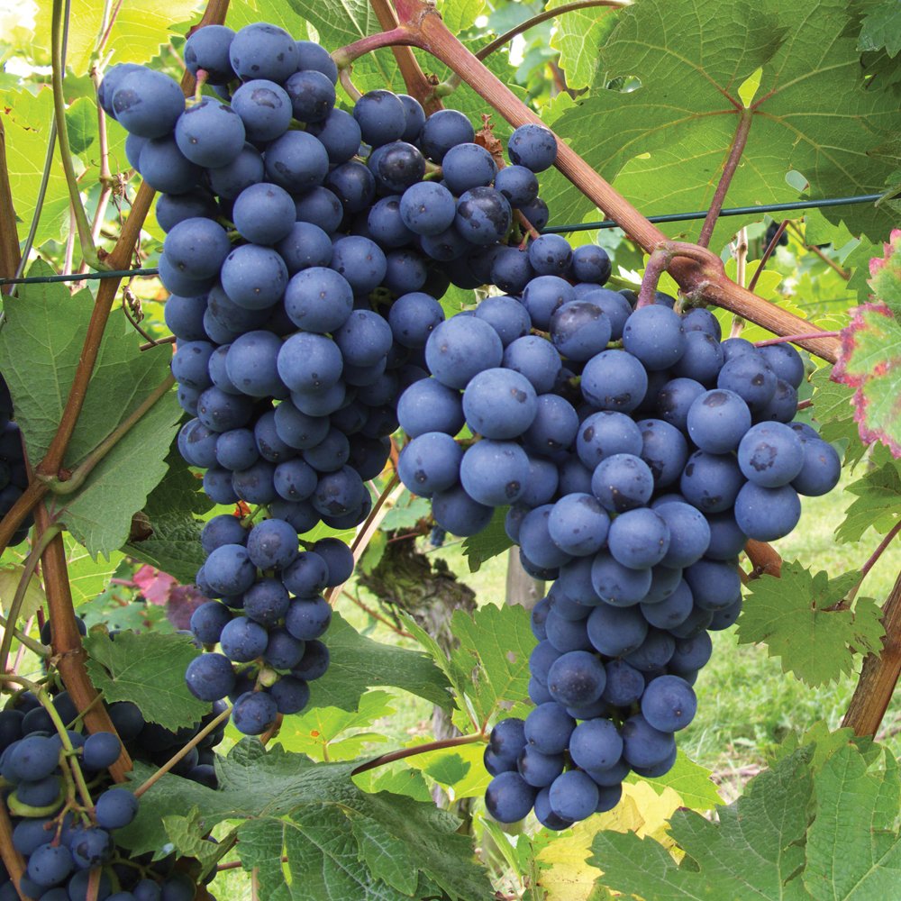 Exotic Black Grapes Fruit Plants - Naturemart.online