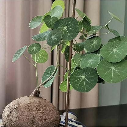 Stephania Rotunda Caudiformous Vine 900 Gm / Amazing medicinal Insta fame Plant