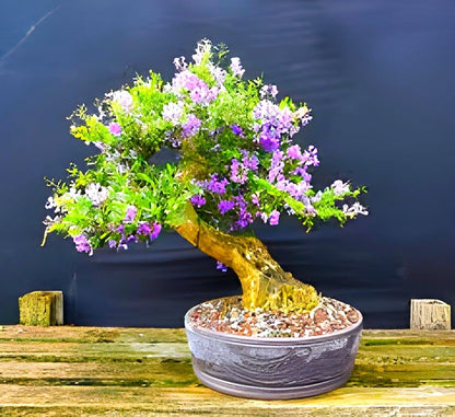 Pink Bluebell Bonsai plant