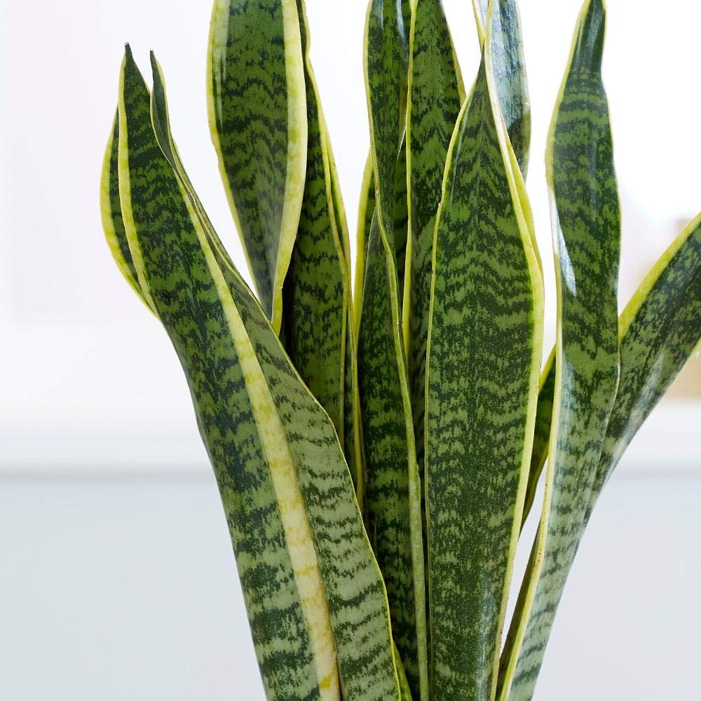 Snake Plant (Botanical Name - Sansevieria Trifasciata)