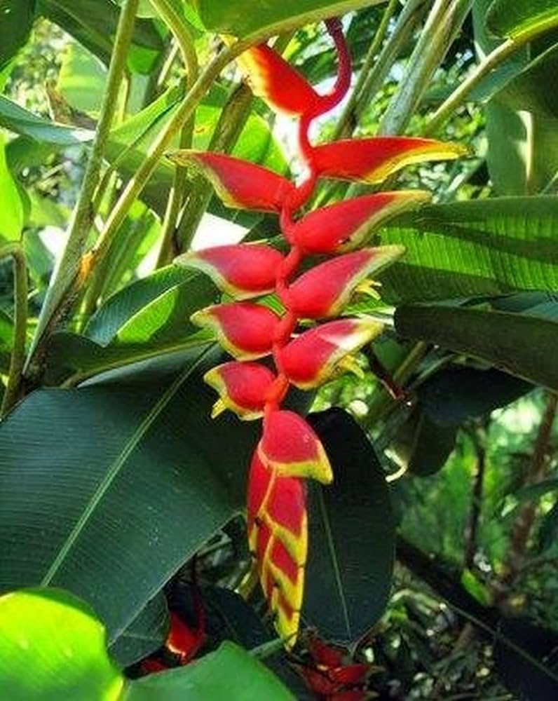 Hybrid Heliconia Rostrata Flowering Plants - Naturemart.online